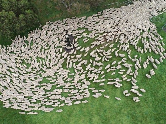 Drone images: Flock of sheep